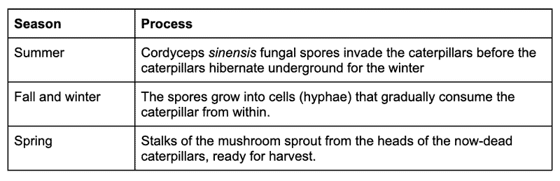 Cordyceps growth stages