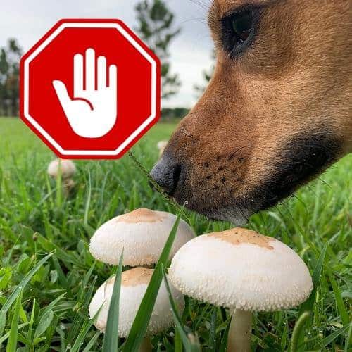 Toxic wild mushrooms - dogs