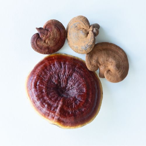 reishi mushrooms