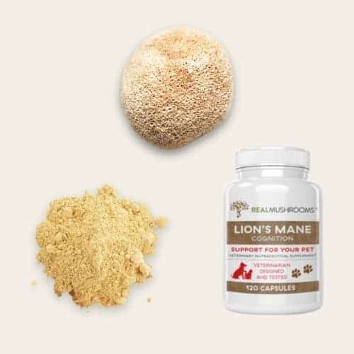 Best lion's mane mushroom supplement for pets