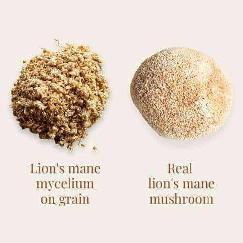 mycelium on grain versus real mushrooms