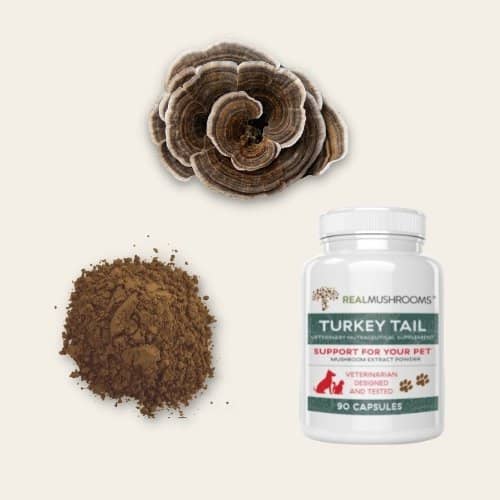 Best turkey tail mushroom supplement for pets
