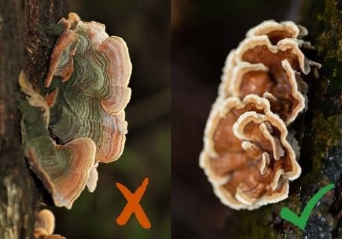 False turkey tail mushroom versus real trametes versicolor