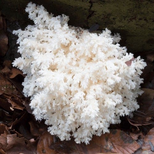 Lion's Mane Mushroom Lookalikes: Picking the Right Mushroom