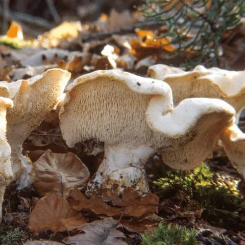 Hedgehog mushroom - hydnaceae