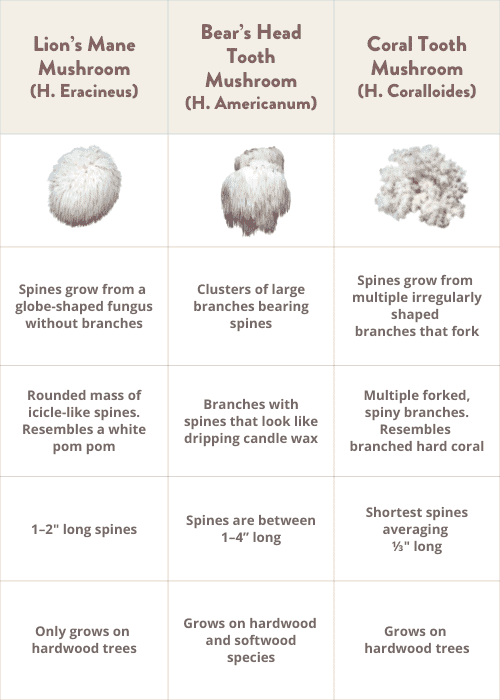 Lion's Mane mushroom lookalikes table