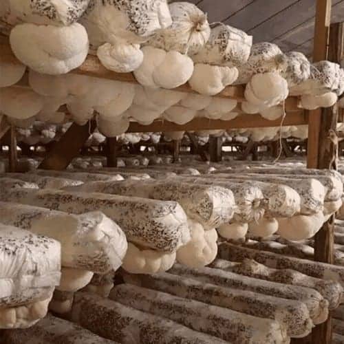 Organic lion's mane mushroom farm