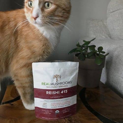 Cat with reishi 