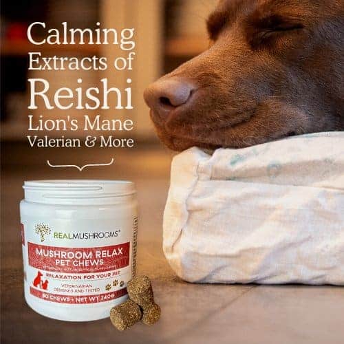 Calming Reishi for dogs with anxiety