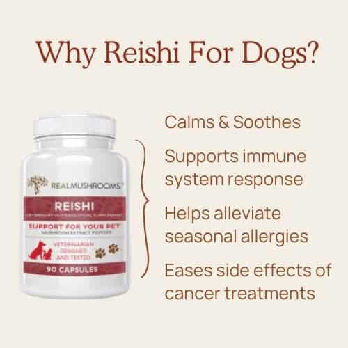 Reishi Mushroom For Dogs: The Secret Sauce For Pet Longevity