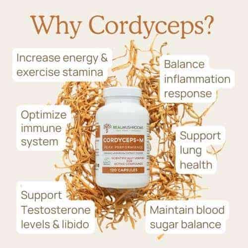Benefits of cordyceps mushrooms
