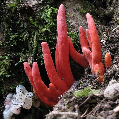 Poisonous red mushroom - Poison Fire Cora