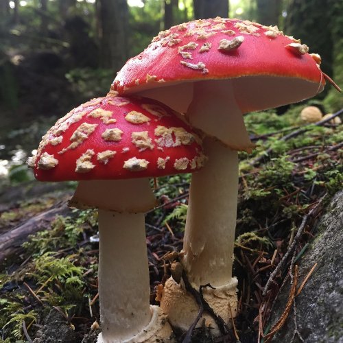 Fly Agaric - Amanita Muscaria