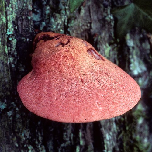 Ox tongue - fistulina hepatica