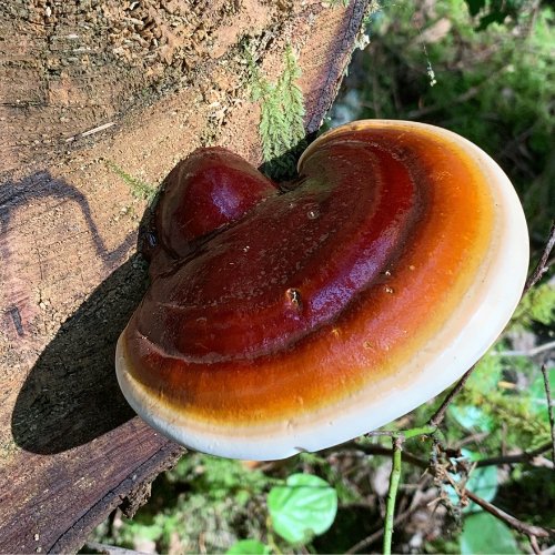 Red reishi mushroom