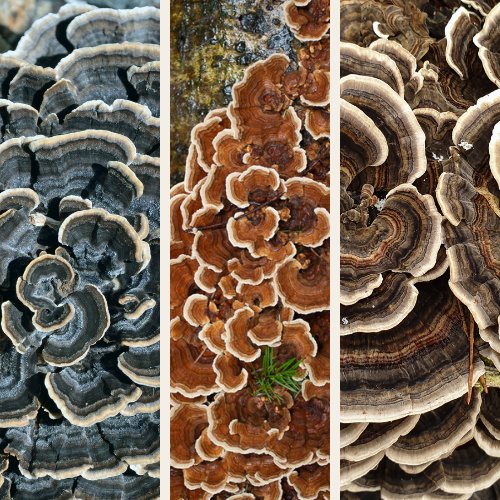 The different colors of turkey tail mushrooms