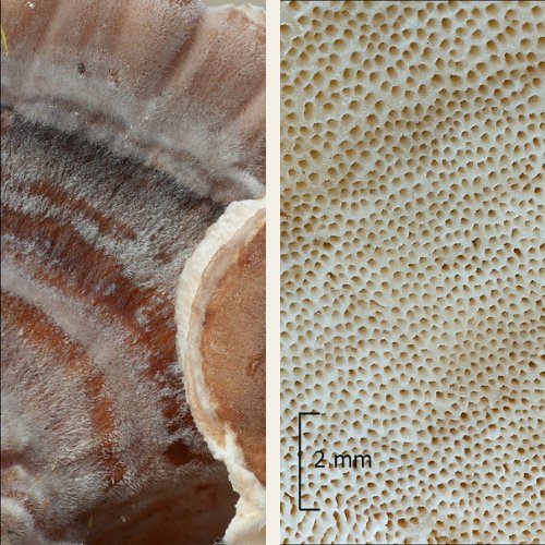 the texture of turkey tail mushrooms up close