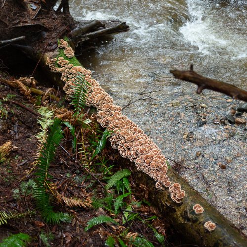 Turkey tail mushrooms on dead log