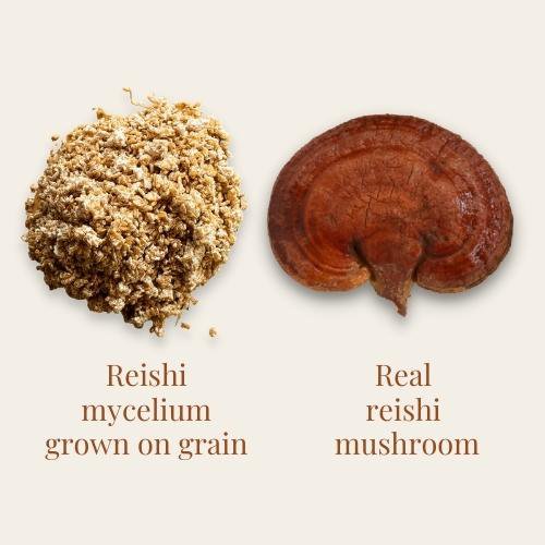 reishi mycelium grown on grain and whole reishi mushroom