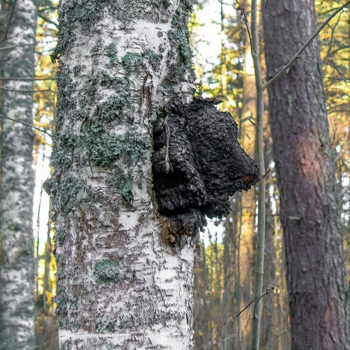 Chaga growing on a birch tree