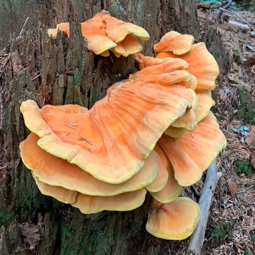 Wild sulfur shelf mushroom is also known as chicken-of-the-woods