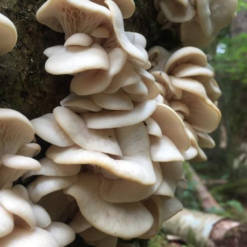 oyster mushrooms growing on hardwood tree bark