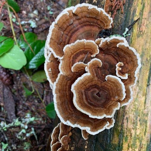 cluster of brown and white turkey tail mushrooms