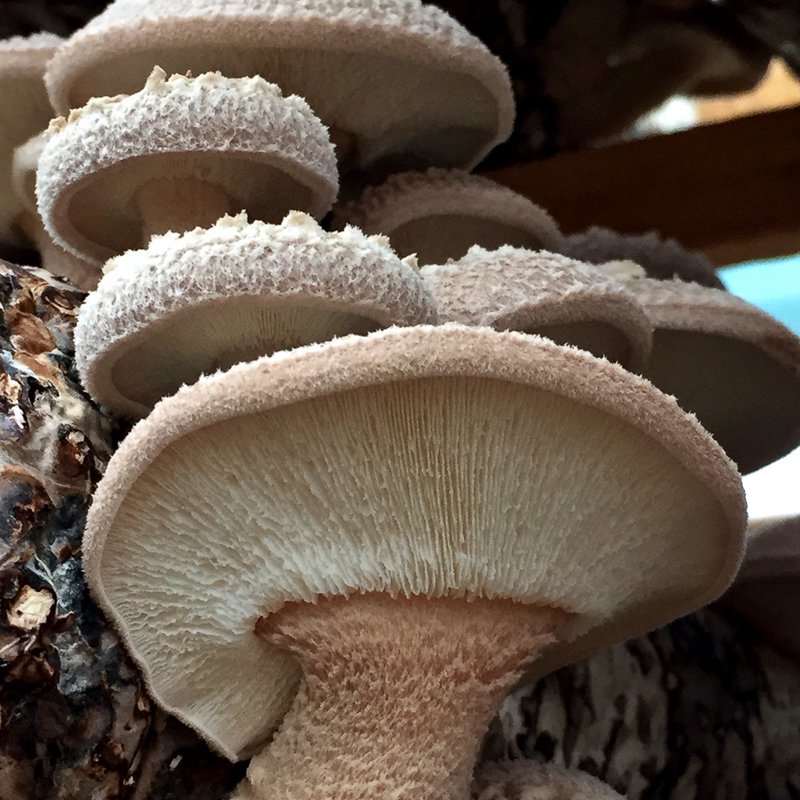 Fully grown shiitake mushroom