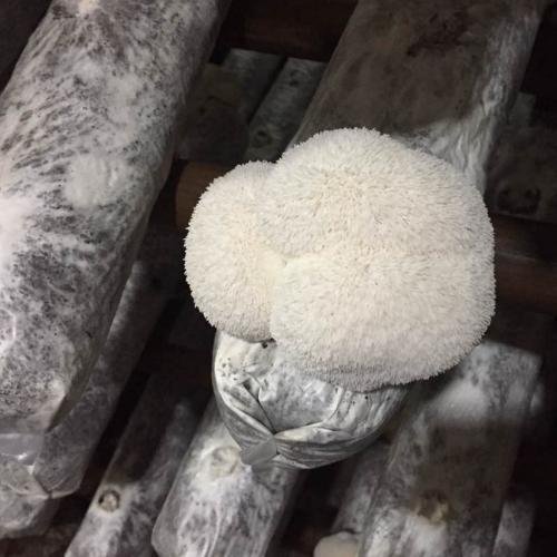 Mature Lion’s Mane mushroom cultivated on a log