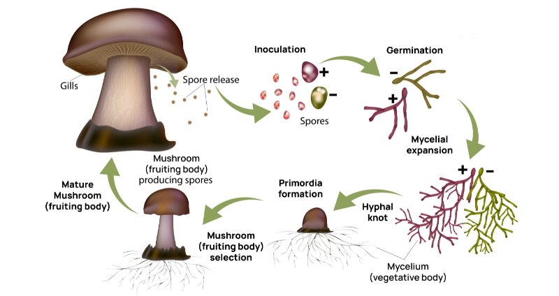 mushroom life cycle illustration