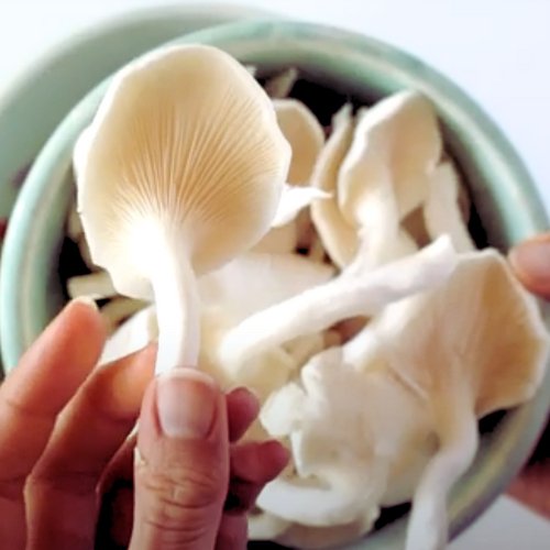 Oyster mushrooms in a bowl