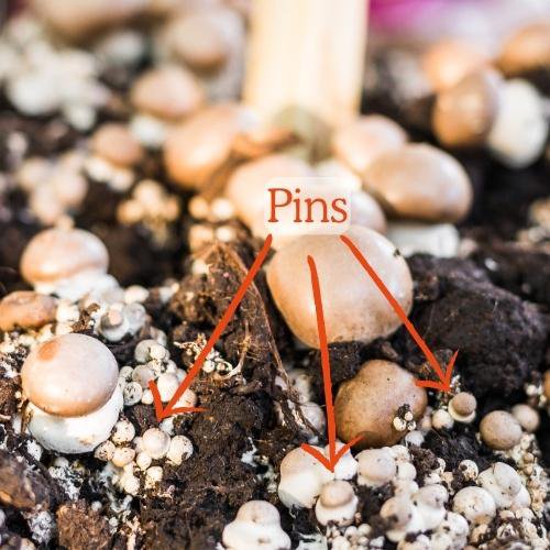 mushroom pins emerging from soil