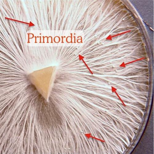 primordia in a petri dish