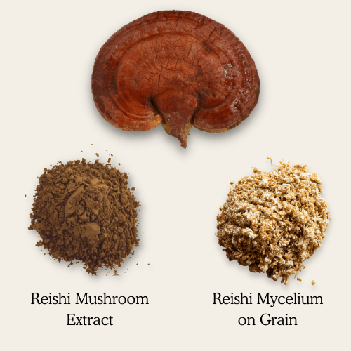 Reishi extract powder vs mycelium on grain