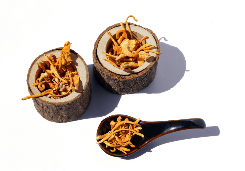 Cordyceps mushrooms for cats