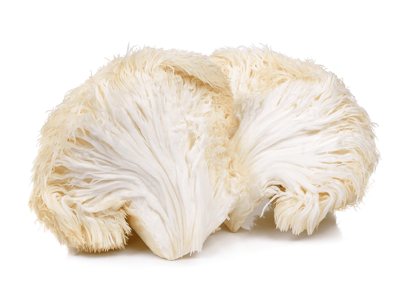 Fresh Lion's mane mushrooms for cats