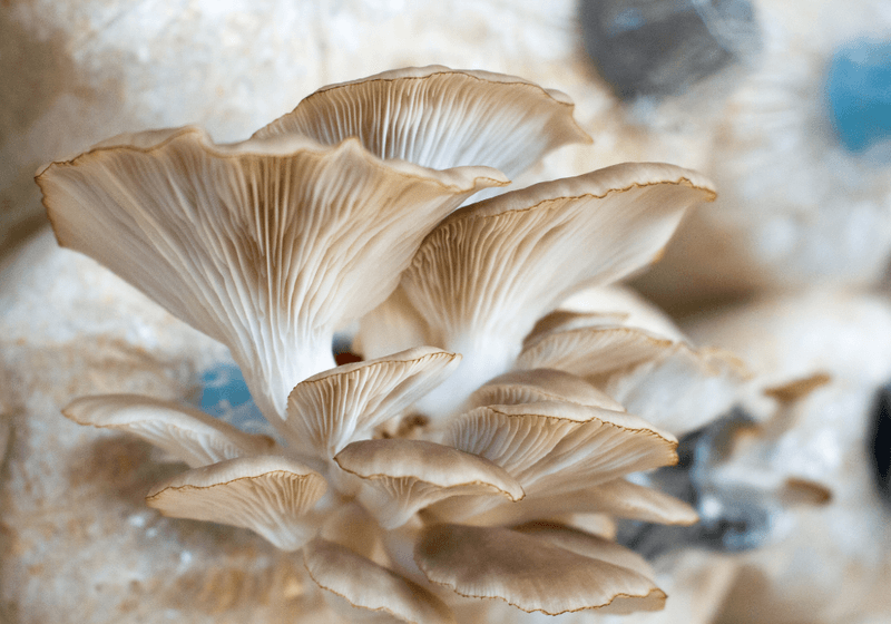 White oyster mushrooms