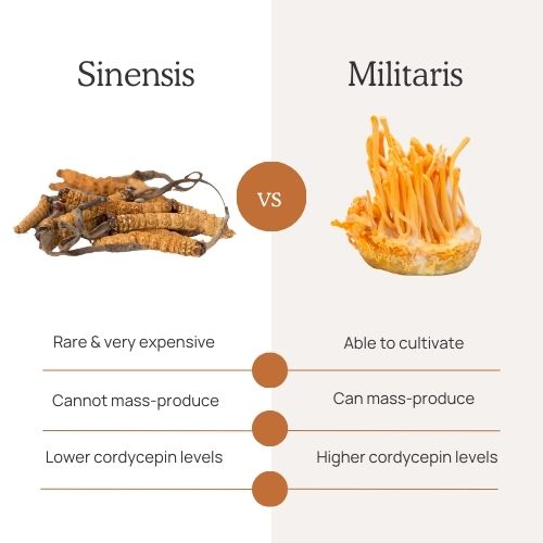 Comparison chart of Sinensis and Militaris mushrooms, highlighting differences in cost, production capability, and cordycepin levels. Discover how these mushrooms rank among the best supplements for focus and concentration.