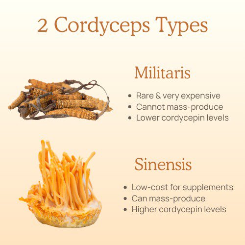 cordyceps militaris vs cordyceps sinensis