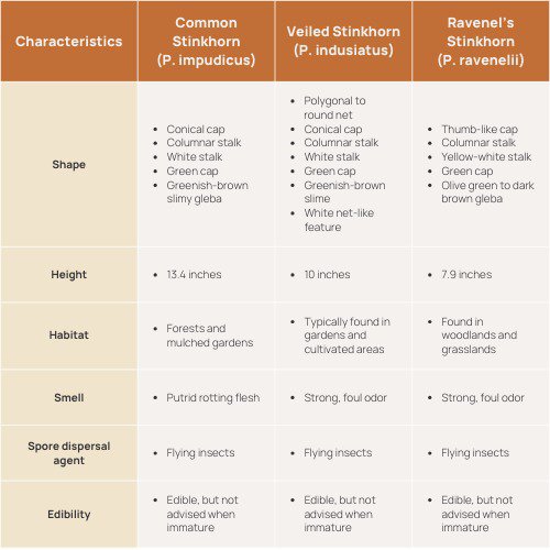 comparison of common stinkhorn mushrooms to other phallic fungi