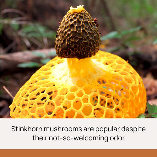 stinkhorn mushrooms popular despite their odor