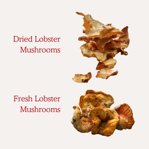 dried lobster mushrooms vs fresh lobster mushrooms