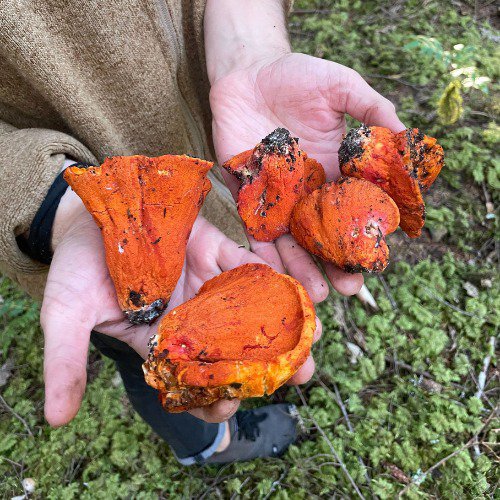freshly foraged lobster mushrooms