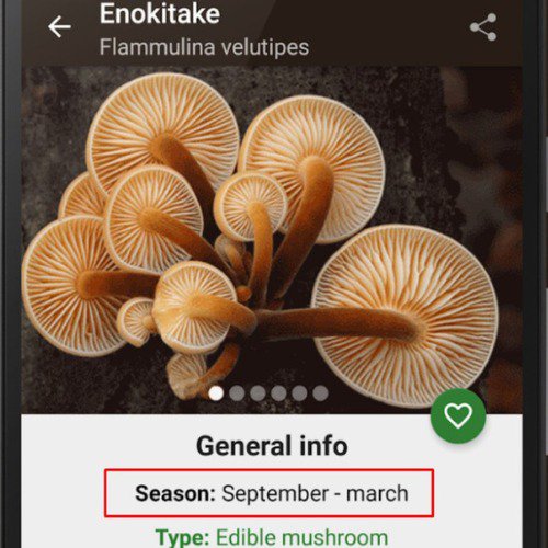 mushroom calendar on Book of Mushrooms