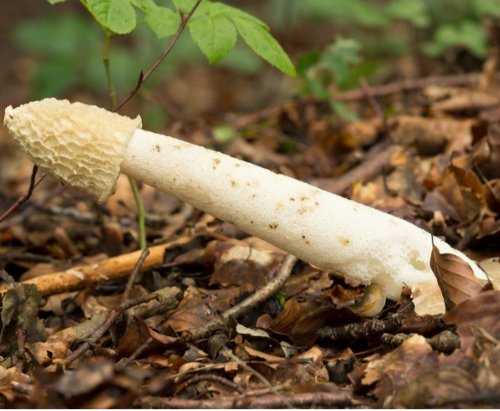 Phallus impudicus