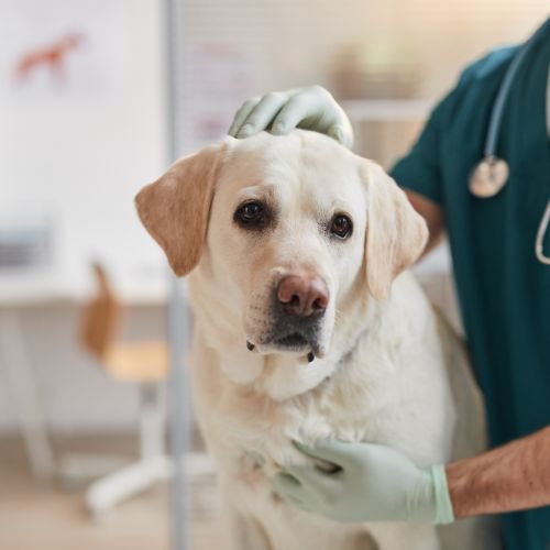 dog examination with veterinarian 