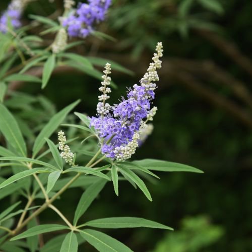 chaste tree herb for hormone balance