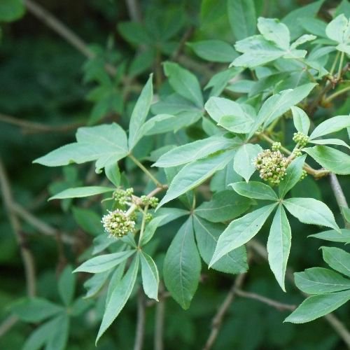 Eleuthero plant, an adaptogenic herb for hormone balance