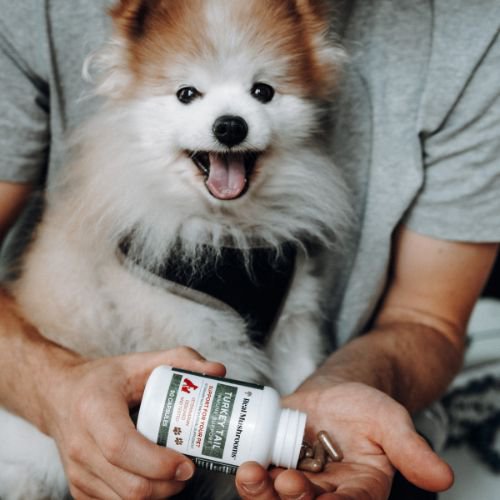 Man with a dog in his lap pouring mushroom supplement pills into his hands