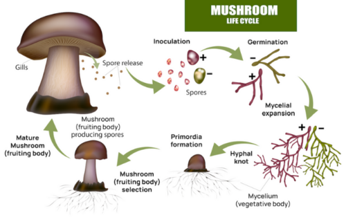 Diagram showing the mushroom life cycle: inoculation, germination, mycelial expansion, primordia formation, selection of mature fruiting body, and spore release, highlighting the importance of mushrooms in maintaining ecosystem health and biodiversity.